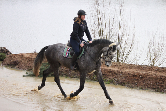 Hollywood (Hermes de Lux - Boritas) 3,5 Jahre alt