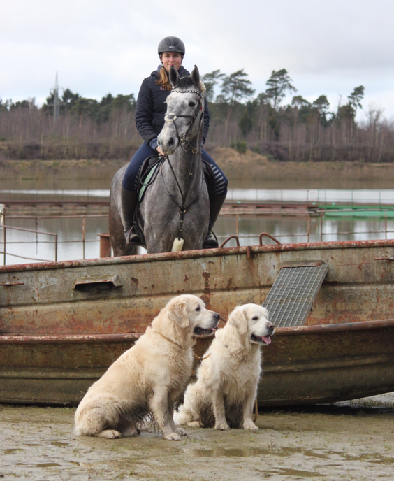 Greta mit Holly und den 2 Golden Jungs