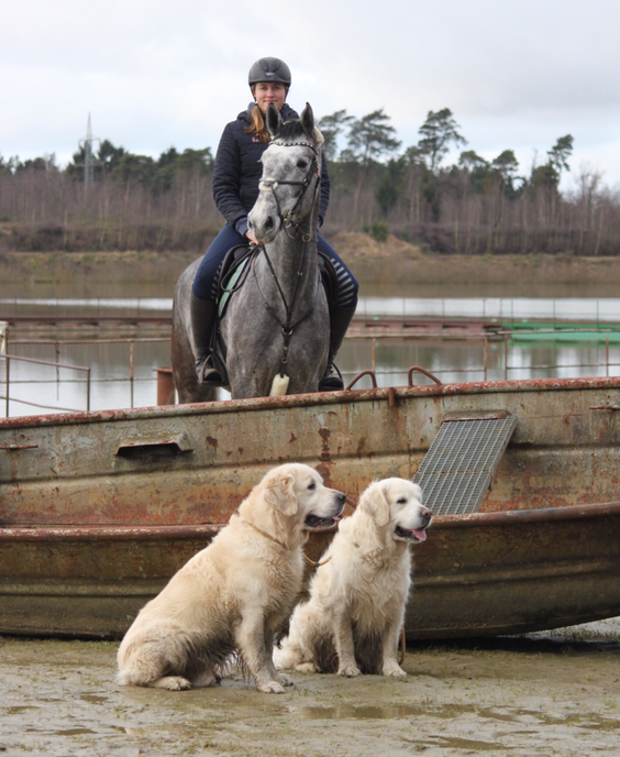 Greta mit Holly und den 2 Golden Jungs 