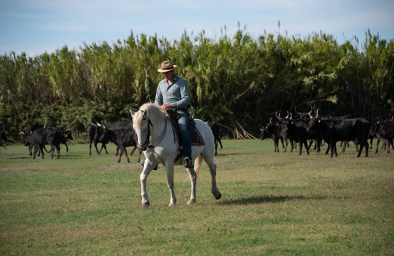 travail des gardians à cheval dans la manade entre Aigues mortes et les saintes maries de la mer