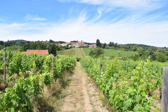 Loire-vineyard-Côte-Roannaise-vins-in-Ambierle