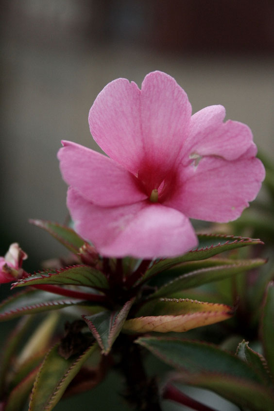 personalblog fotografie blume