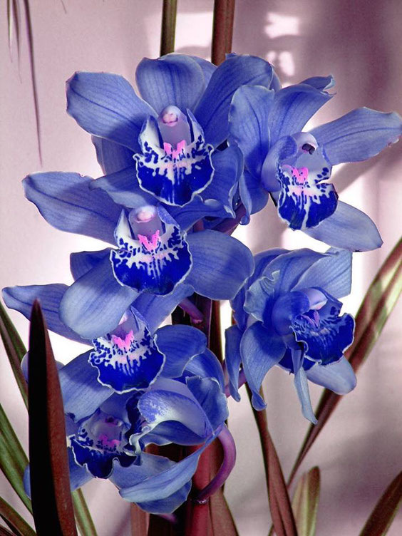 Orquideas azules