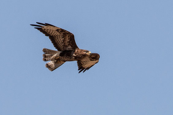 Mäusebussard (Foto: Ursula Wiegand) 