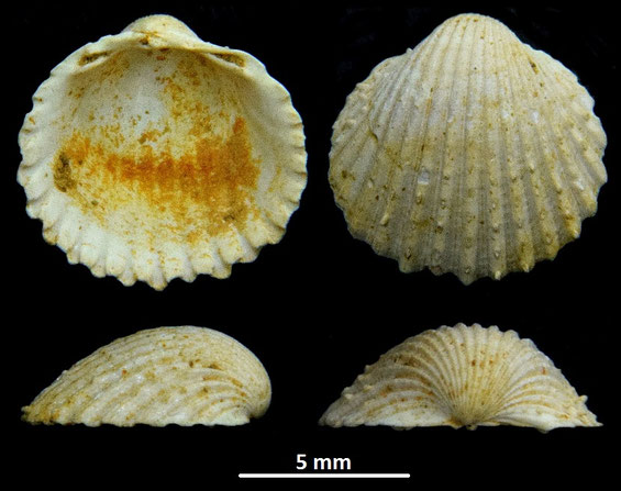 Cardium pelouatense, Miocene dell'Aquitania