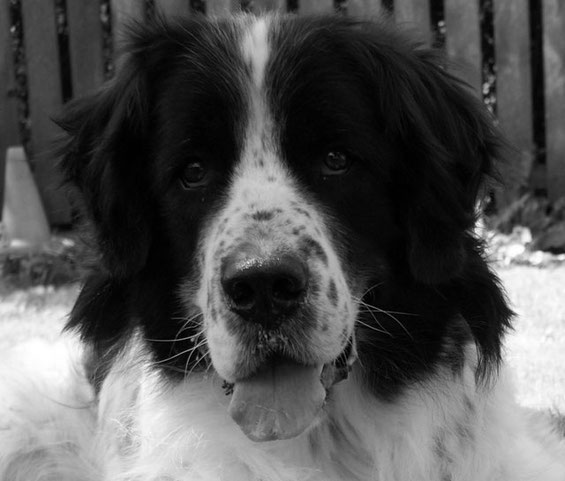 Landseer Lucky Giants - Chiara vom Petersberg