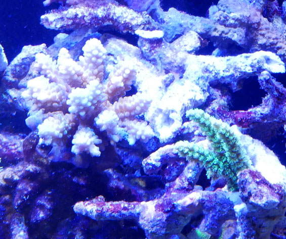 ライブロック　サンゴ用　レッドシー250-300xl用 ライブロックサンゴ用レッドシー250-300xl用