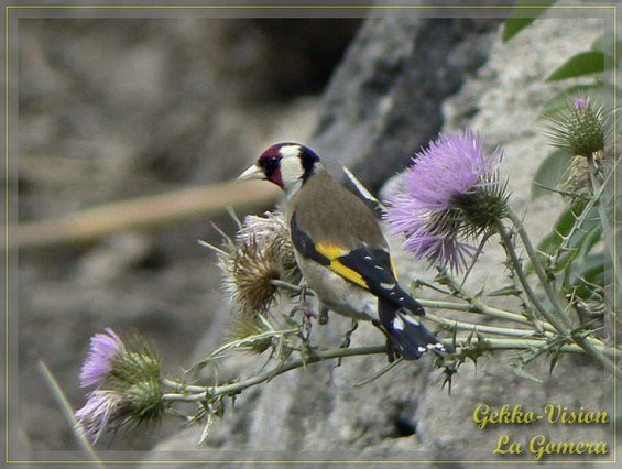 Stieglitz Carduelis carduelis parva La Gomera