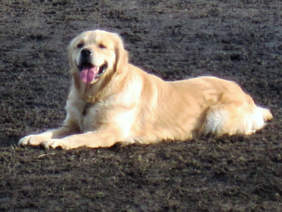 Deckrude Charly Golden Deckruede Charlys Webseite