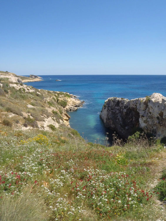 Flowers, cliffs, sea, Gozo, Malta