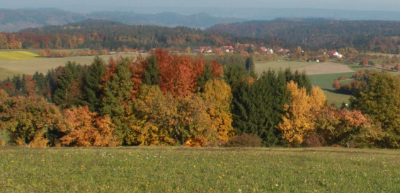 Lebensraum Waldrand im Herbst [© Foto: Dr. G. Strobel]