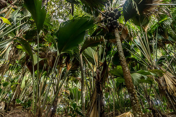 Coco de Mer Palmen im Naturpark Vallée de Mai auf der Insel Praslin Seychellen