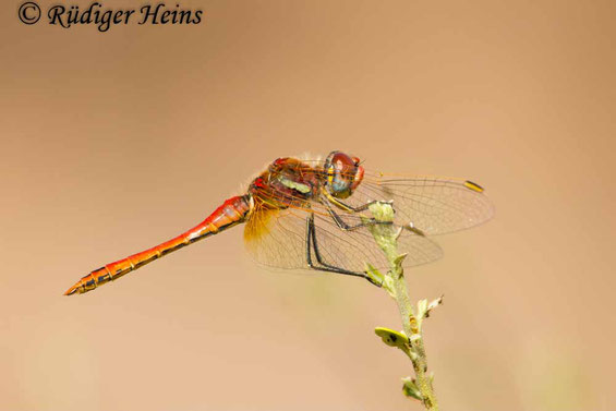 Ein Männchen der Frühen Heidelibelle (Sympetrum fonscolombii)