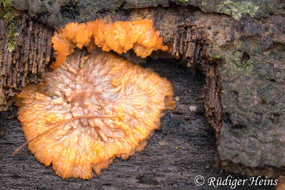 Orangeroter Kammpilz, Phlebia radiata