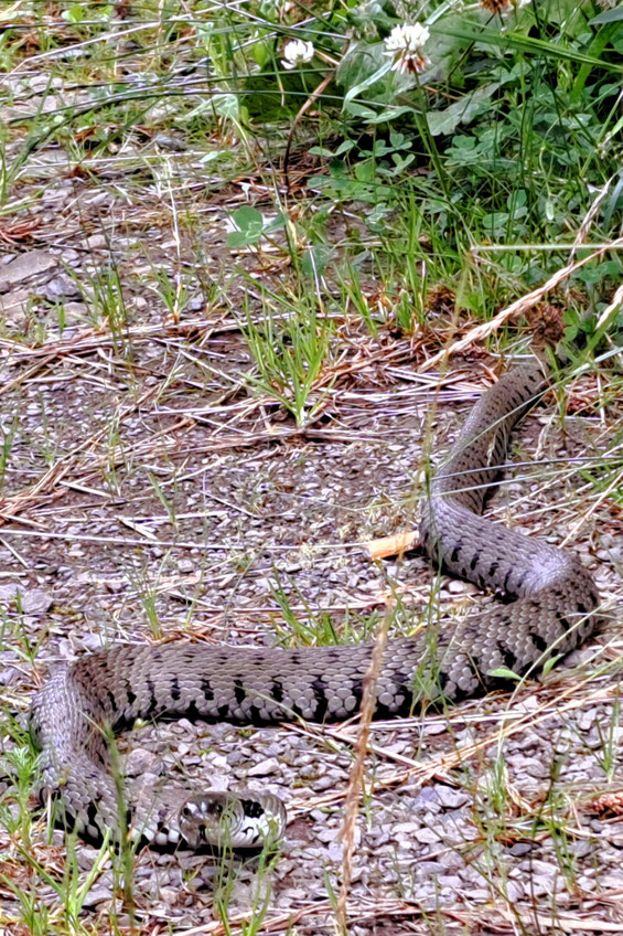 Aufgrund der Größe (Länge) und der typischen schwarzen Barren eindeutig als Barren-Ringelnatter zu identifizieren. 