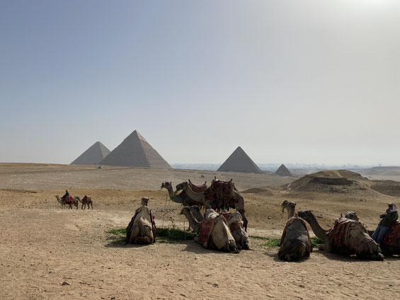 piramidi di Cheope Chefren e Micerino sullo sfondo e cammelli seduti davanti