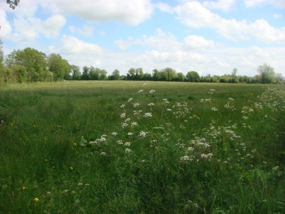 The field where Captain Peters 'visited' Captain Robert S. 'Buck' Dickson (502) on the afternoon of 7 June, at St Martin de Varreville, in an unexplained, ghostly appearance