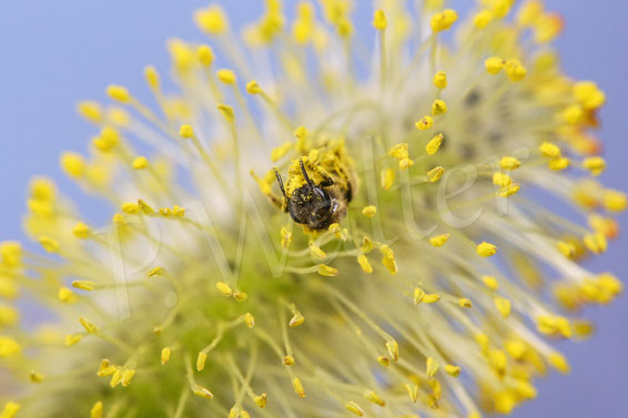 Bild: Gewöhnliche Schmalbiene, Lasioglossum calceatum, furrowbee, Wildbiene, Wildbienen, wildbee, Weidenkätzchen, Kätzchenweide, wildbee, willow, Weide, Salix