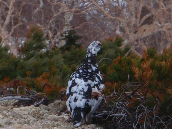 ライチョウ　登山　ガイド