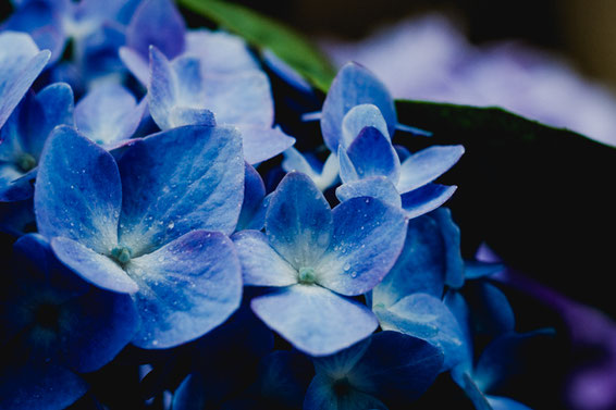 紫陽花(Fujifilm X-Pro2)