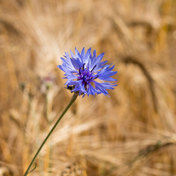 Kornblume, 22.06.2014
