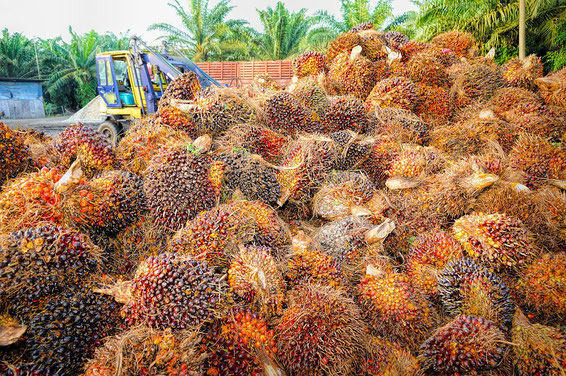 Palm fruit ready for palm oil harvesting