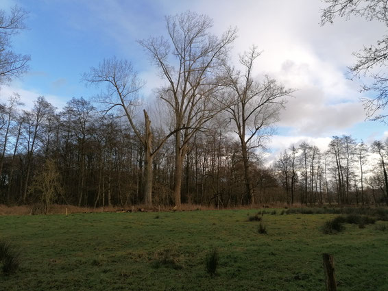 De locatie van de gekapte Populieren, op de rand van het Wilgenbroek, vóór de kap.