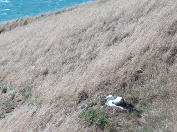 Was du nicht siehst: Unter dem Albatross liegt geschützt ein Küken!