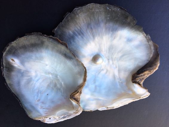 Oyster Shells with black pearl under nacre, oyster shell