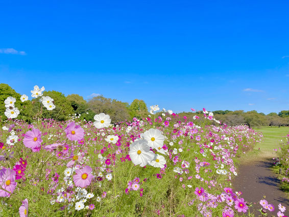 Cosmos flowers at Showa Kinen Park in Tachikawa. 