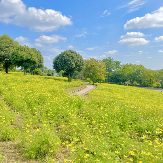 Cosmos flowers at Showa Kinen Park in Tachikawa. 