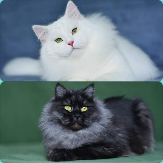 elevage de chat Sibérien Occitanie