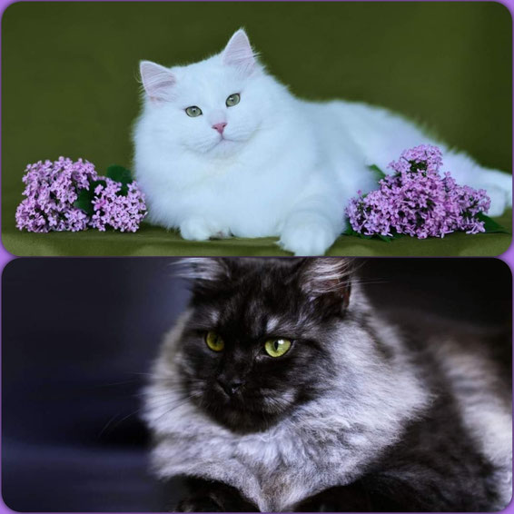 maine coon ou Sibérien