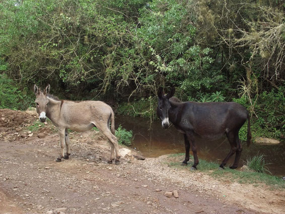 Donkeys Samaipata, Bolivia.