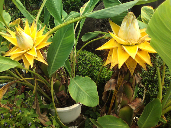 チユウキンレン　地湧金蓮　販売 育て方　地湧金蓮花　観葉植物　観葉植物販売