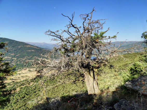 Enebro de los Canalizos. Lozoya del Valle. Madrid.