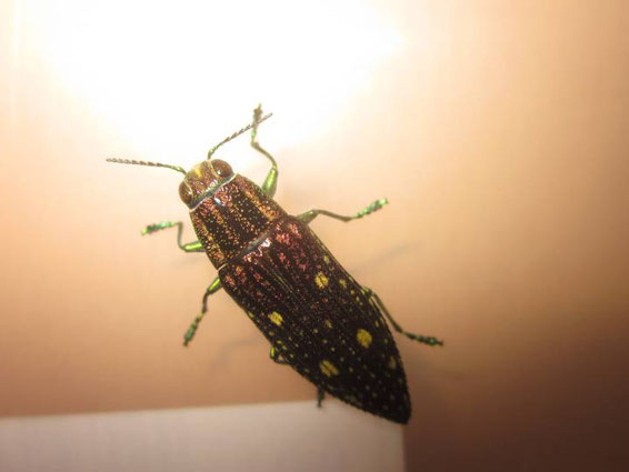 アオマダラタマムシの飼い方 昆虫の捕まえ方 育て方 図鑑 アオマダラタマムシの飼い方 昆虫の捕まえ方 育て方 図鑑