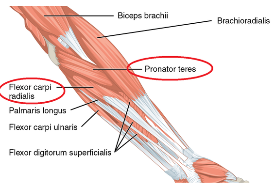 *Flexor carpi radialis=橈側手根屈筋、Pronator teres=円回内筋