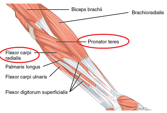 ＊Flexor carpi radialis=橈側手根屈筋、Pronator teres=円回内筋