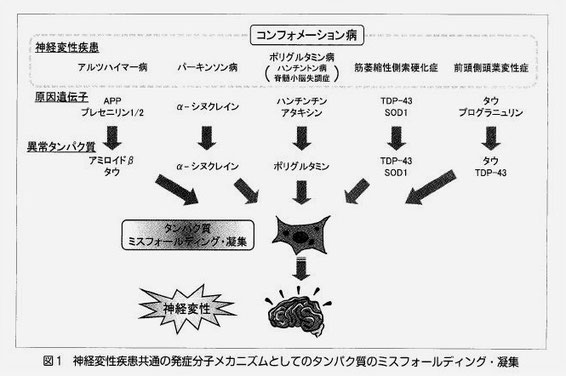 原因蛋白質の凝集化には酸化ストレスが関与している。