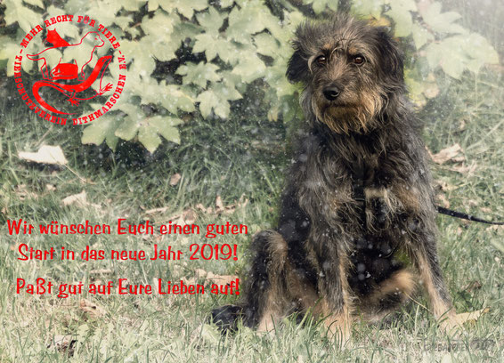 Immer Mal Etwas Neues Aus Dem Tierheim Und Tierschutz Tierschutzverein Dithmarschens Webseite