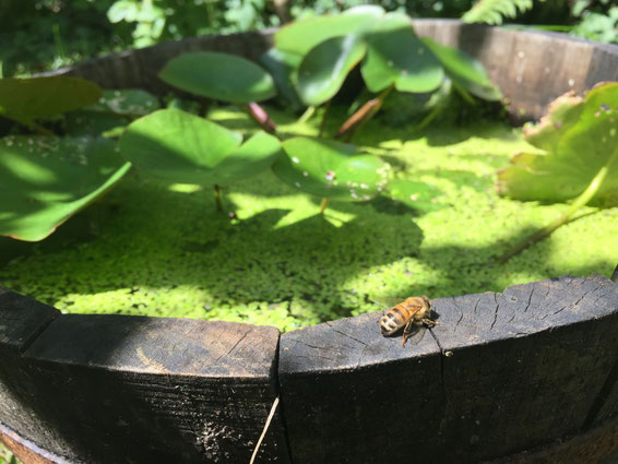 Freibadsaison für Bienen Localhoney Imkerhonig aus Deiner Region