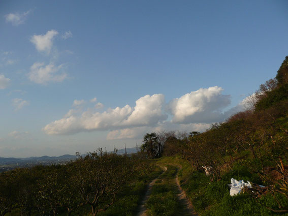 圃場と空