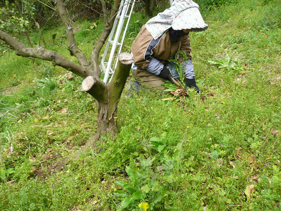 妻の草引き作業の様子