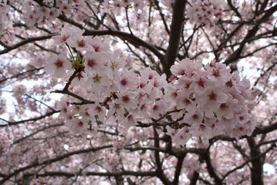 Itō - Jogasaki Kaigan - sakura - cerisiers