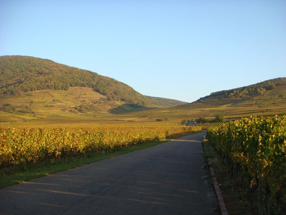 The Kientzheim - Riquewihr road with the Hohe Schwaertz on the left and the slope of Hill 393 on the right