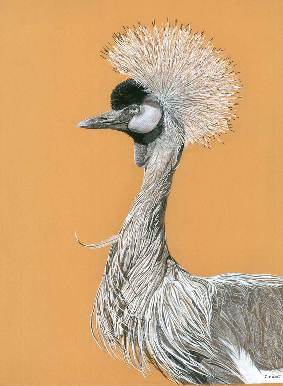 Collection Afrique Terre Rouge Oiseaux Grue couronnée royale dessin crayon noir et blanc réaliste artiste fond coloré orange ocre Atelier Capucine Minot