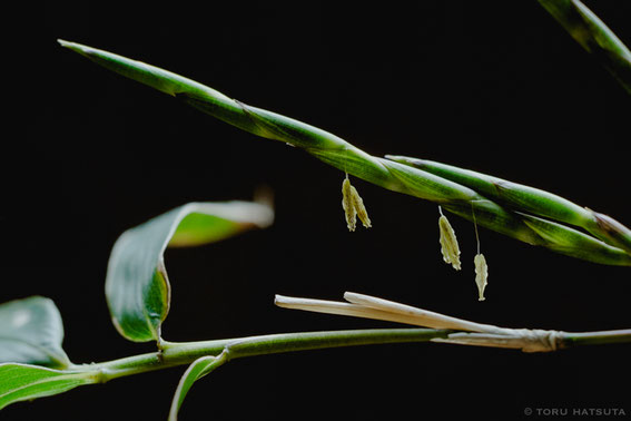 トウチク(大名竹)の開花らしきもの
