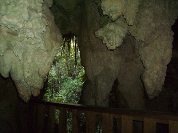 Der Ruakuri Walkway führt unter anderem durch einige kleinere Tropfsteinhöhlen