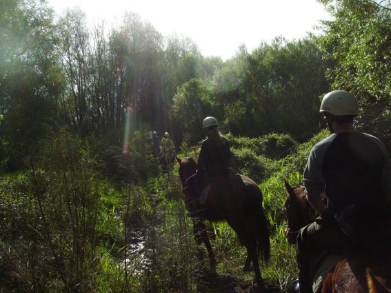 Horse Trekking durch den Busch